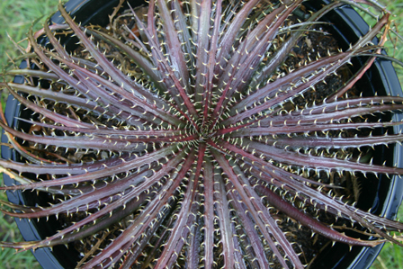 Dyckia dawsonii